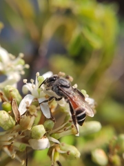 Apis florea