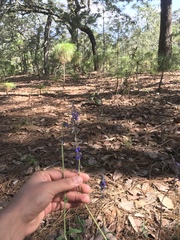 Salvia helianthemifolia
