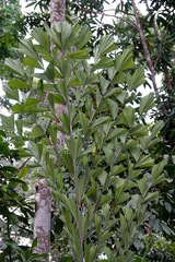 Caryota albertii