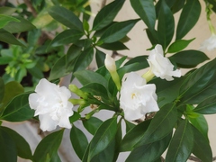 Tabernaemontana divaricata