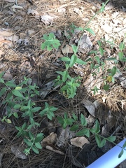 Salvia helianthemifolia