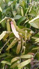 Ventilago