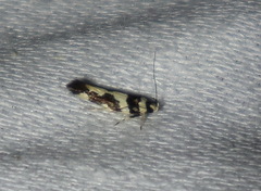 Macrobathra desmotoma
