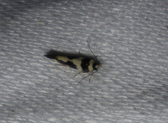 Macrobathra desmotoma