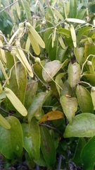 Ventilago
