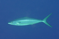 Elagatis bipinnulata