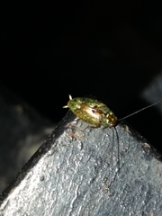 Plectoptera
