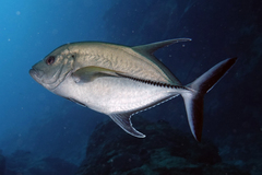 Caranx lugubris