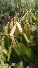 Ventilago