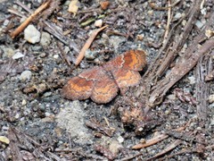 Leptostales rubromarginaria