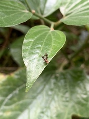 Homoneura trypetoptera