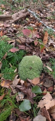 Leucobryum glaucum