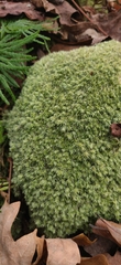Leucobryum glaucum
