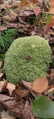 Leucobryum glaucum