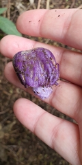 Cortinarius coneae