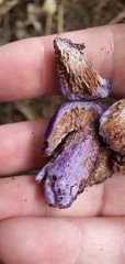 Cortinarius coneae