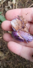 Cortinarius coneae