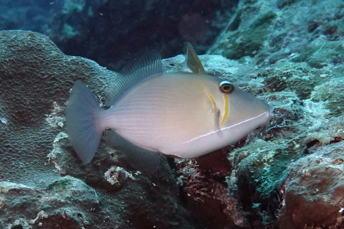 Lei Triggerfish