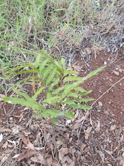 Cupaniopsis newmanii