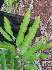 Cupaniopsis newmanii