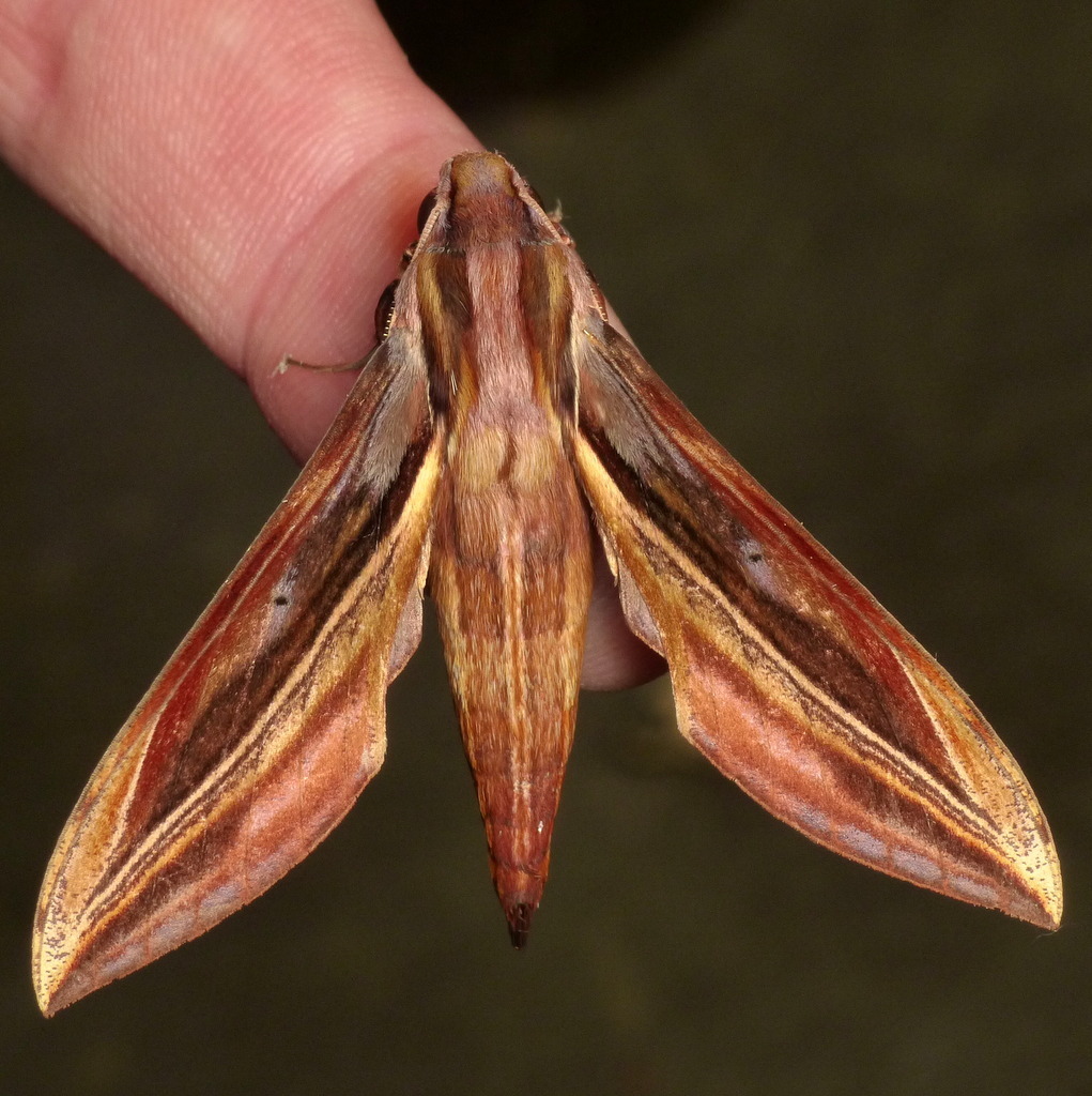 Xylophanes pyrrhus