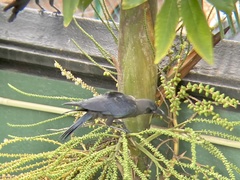 Corvus splendens