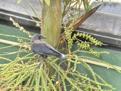 Corvus splendens
