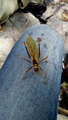 Pterophylla beltrani