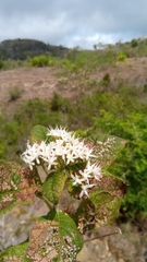 Vernonia platylepis