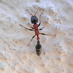 Tetraponera rufonigra