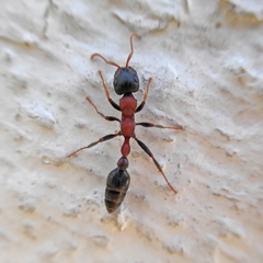 Tetraponera rufonigra