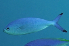 Caesio lunaris