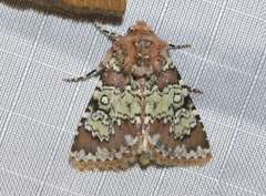 Hemibryomima chryselectra