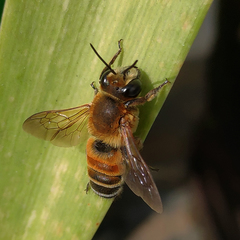 Megachile lanata