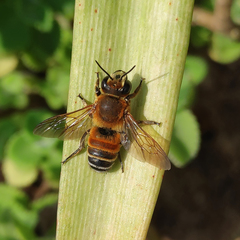 Megachile lanata