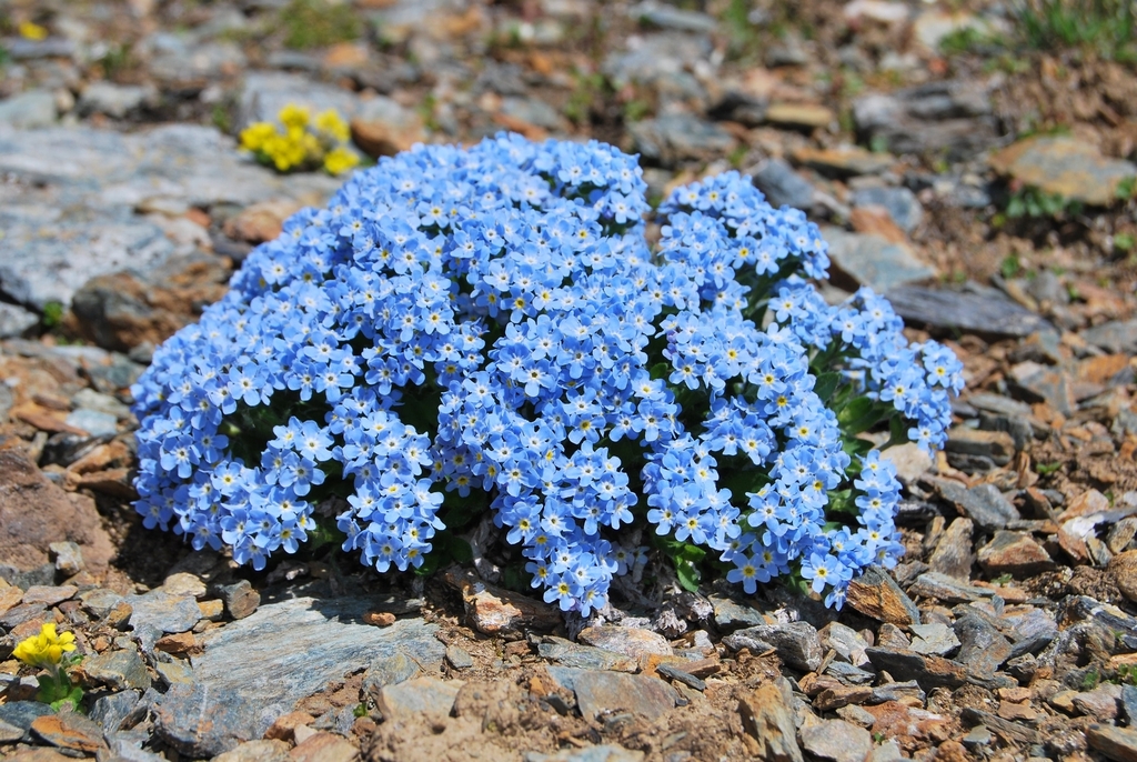 Tiny forget-me-not