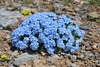 Tiny Forget-Me-Not - Photo (c) petr_kosachev, some rights reserved (CC BY-NC), uploaded by petr_kosachev