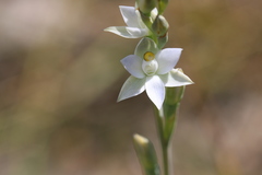 Thelymitra pallidiflora