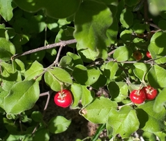 Malpighia diversifolia