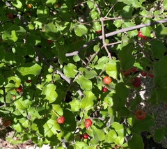 Malpighia diversifolia