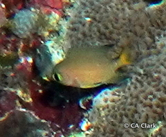 Pycnochromis atripes