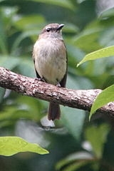 Pachycephala simplex