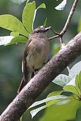 Pachycephala simplex