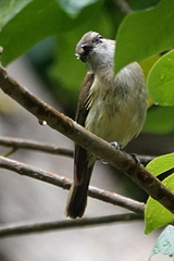 Pachycephala simplex