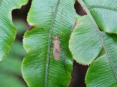 Amphineurus insulsus