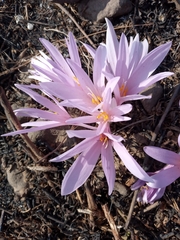 Colchicum hierosolymitanum
