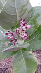 Calotropis procera image