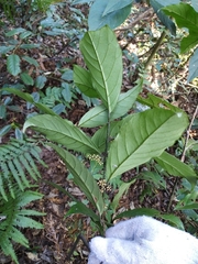 Maesa japonica
