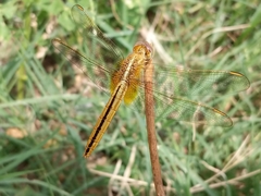 Crocothemis servilia