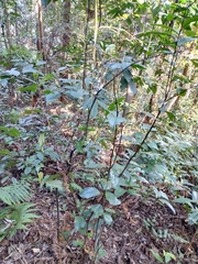Maesa japonica